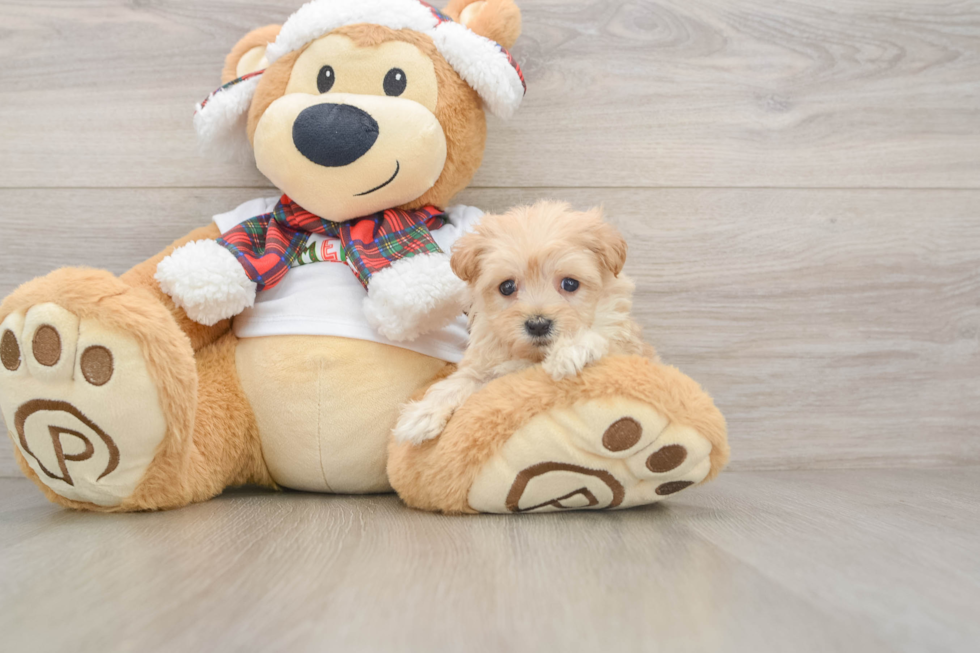 Maltipoo Pup Being Cute