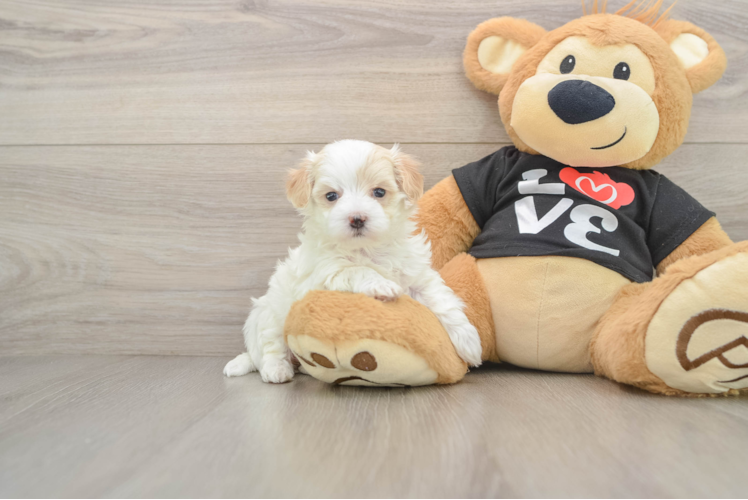 Petite Maltipoo Poodle Mix Pup