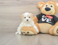 8 week old Maltipoo Puppy For Sale - Pilesgrove Pups