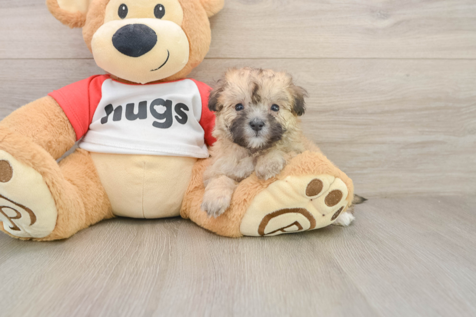 Funny Maltipoo Poodle Mix Pup