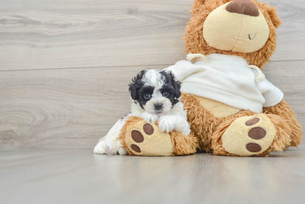 Cute Maltipoo Baby