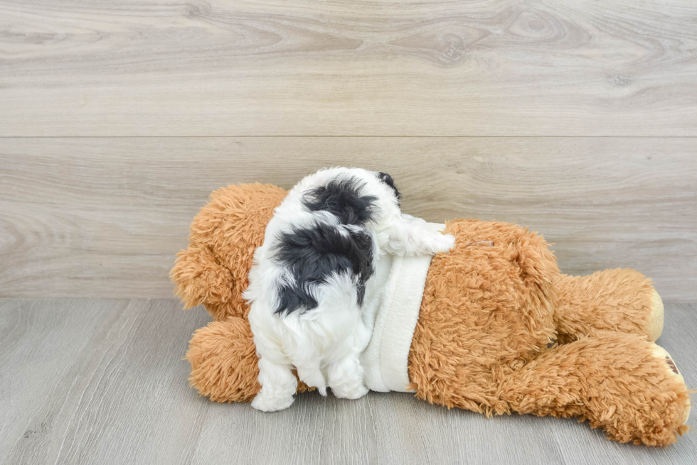 Friendly Maltipoo Baby