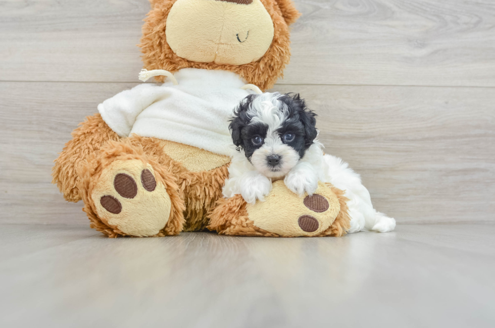 5 week old Maltipoo Puppy For Sale - Pilesgrove Pups