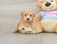 8 week old Maltipoo Puppy For Sale - Pilesgrove Pups