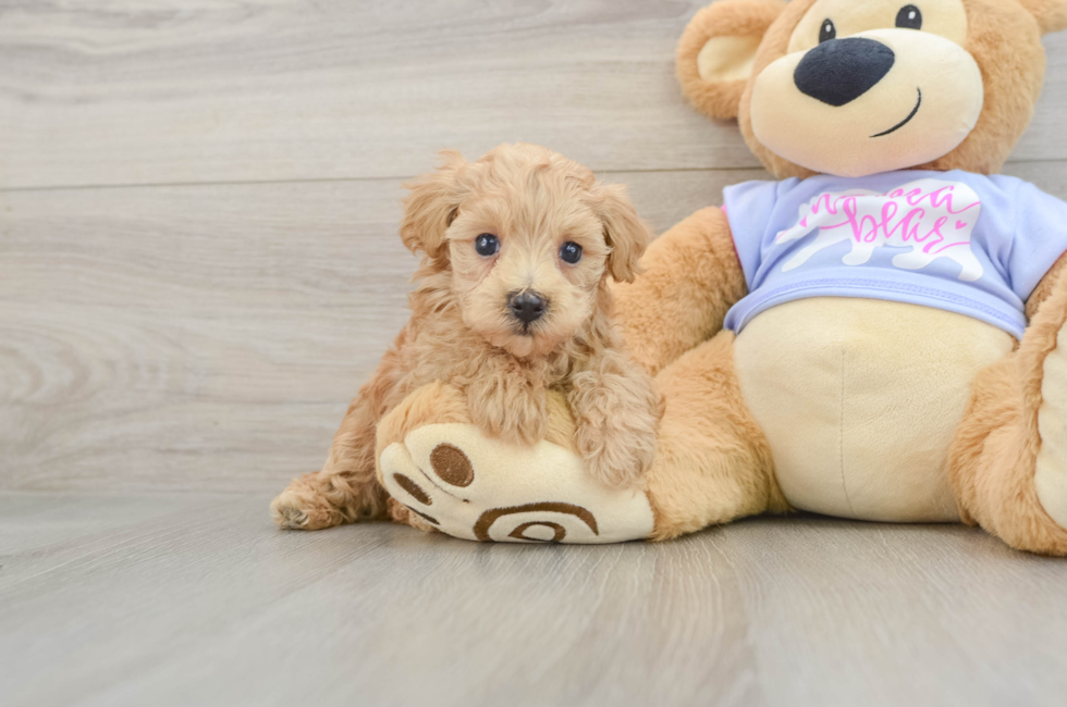 5 week old Maltipoo Puppy For Sale - Pilesgrove Pups