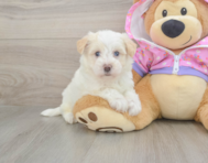 8 week old Maltipoo Puppy For Sale - Pilesgrove Pups
