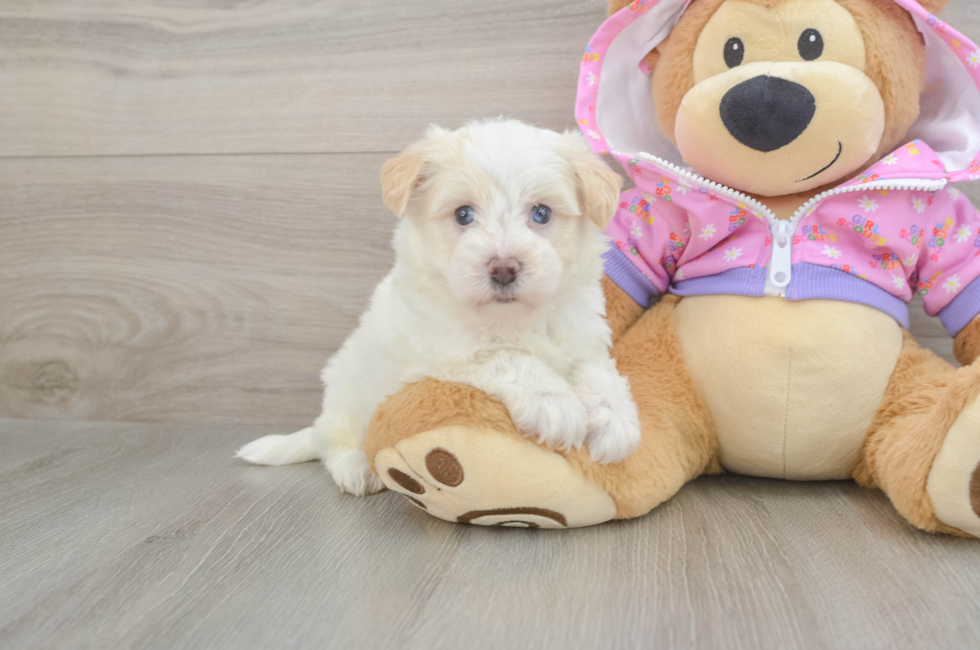 5 week old Maltipoo Puppy For Sale - Pilesgrove Pups