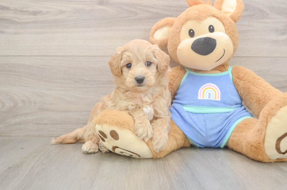 6 week old Maltipoo Puppy For Sale - Pilesgrove Pups