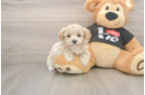 Fluffy Maltipoo Poodle Mix Pup