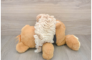 Friendly Maltipoo Baby