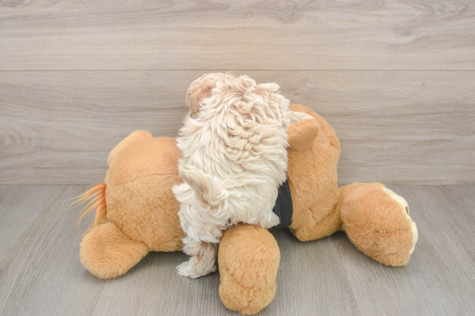 Friendly Maltipoo Baby