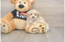 Fluffy Maltipoo Poodle Mix Pup