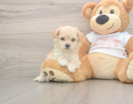 8 week old Maltipoo Puppy For Sale - Pilesgrove Pups