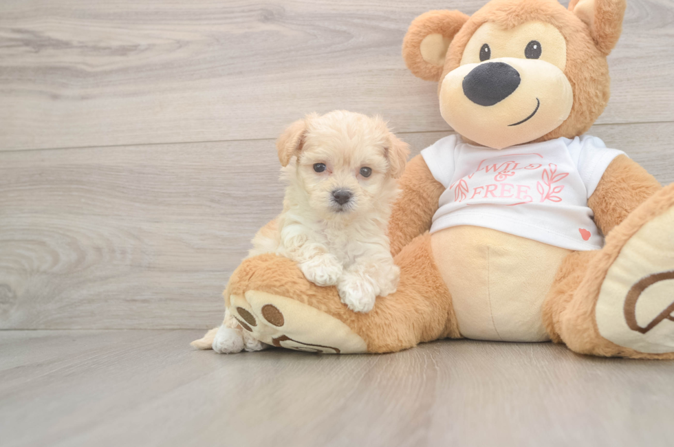 5 week old Maltipoo Puppy For Sale - Pilesgrove Pups