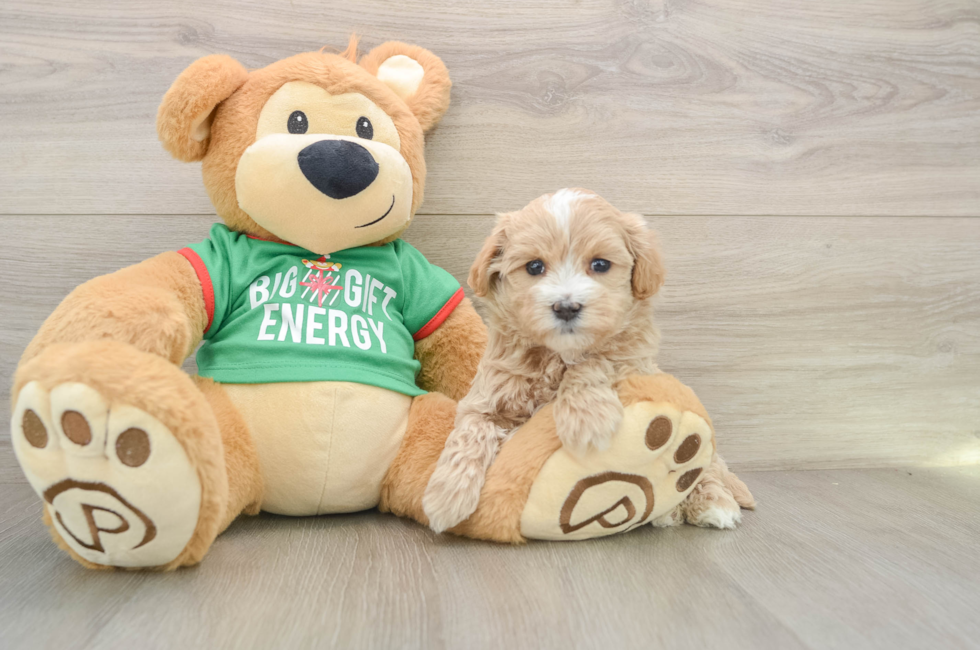 5 week old Maltipoo Puppy For Sale - Pilesgrove Pups