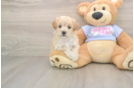 Hypoallergenic Malt Oodle Poodle Mix Puppy