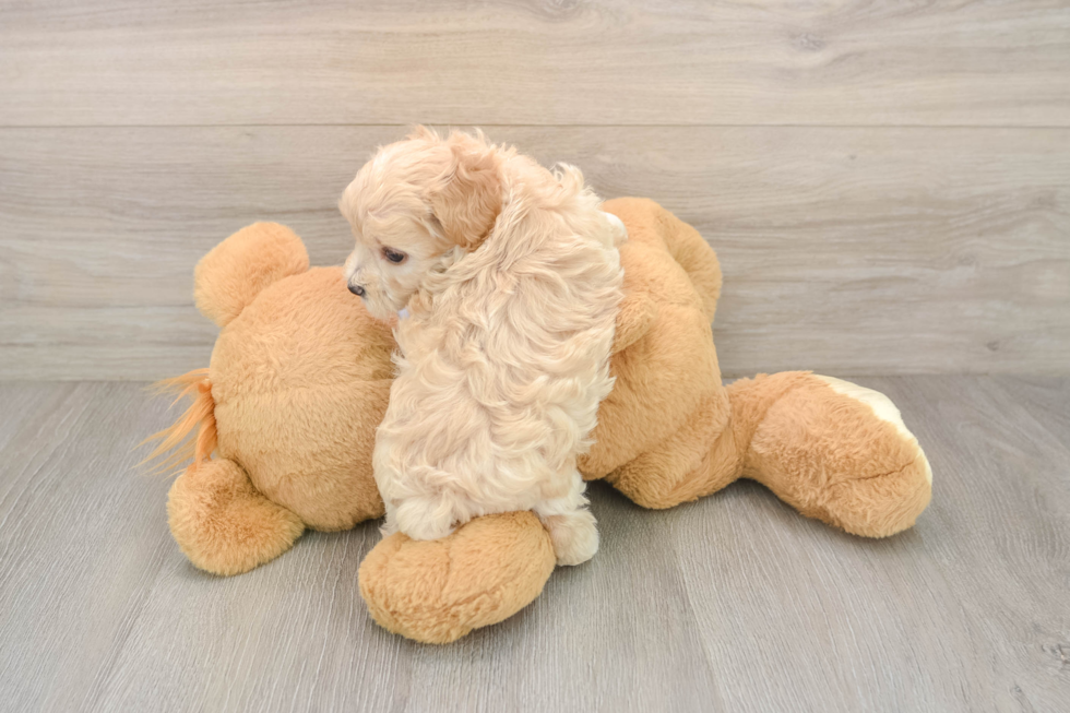 Maltipoo Puppy for Adoption