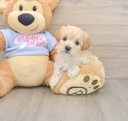8 week old Maltipoo Puppy For Sale - Pilesgrove Pups