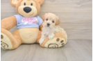 Cute Maltipoo Baby