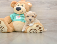 7 week old Maltipoo Puppy For Sale - Pilesgrove Pups