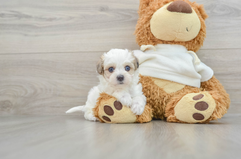 5 week old Maltipoo Puppy For Sale - Pilesgrove Pups