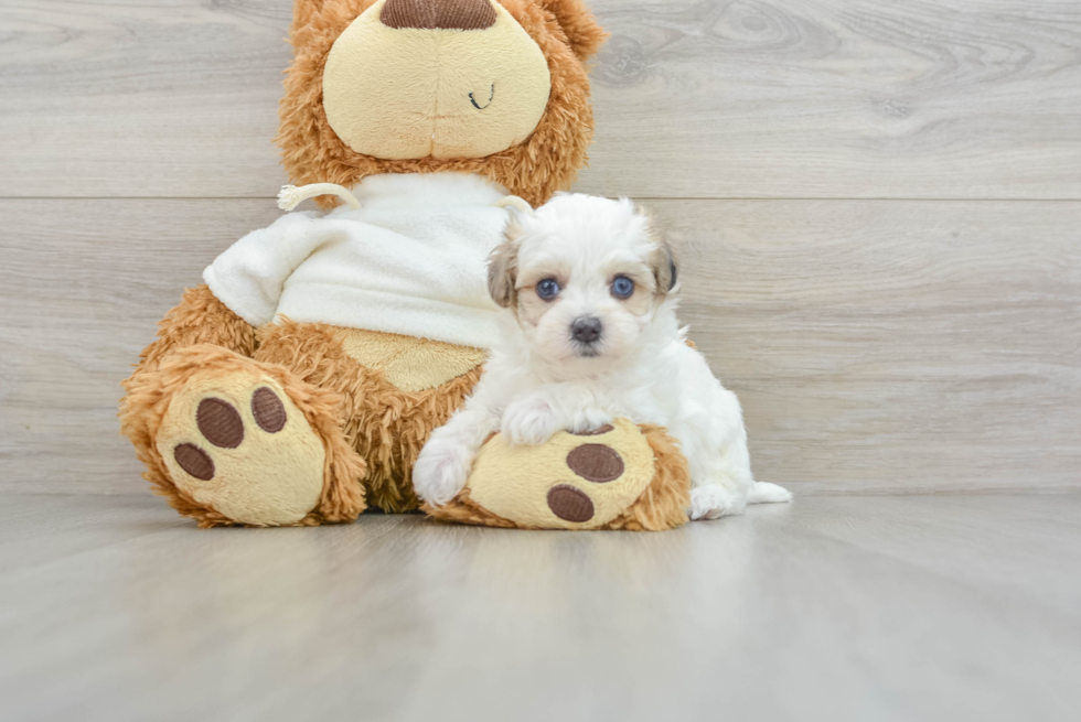 Maltipoo Pup Being Cute