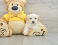 7 week old Maltipoo Puppy For Sale - Pilesgrove Pups