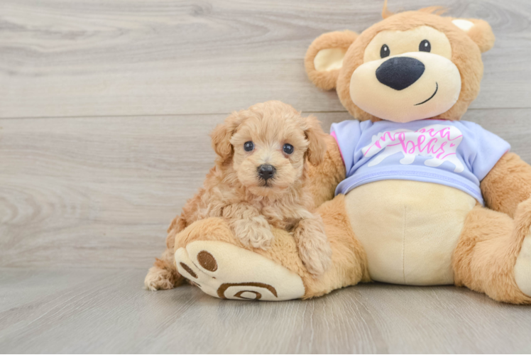 Maltipoo Puppy for Adoption