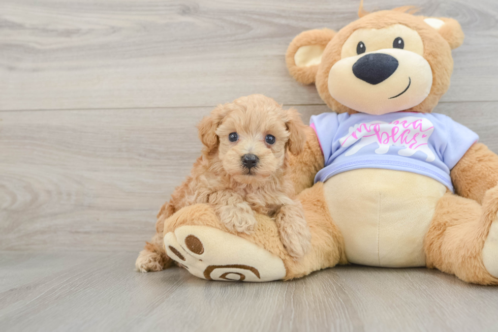 Maltipoo Puppy for Adoption