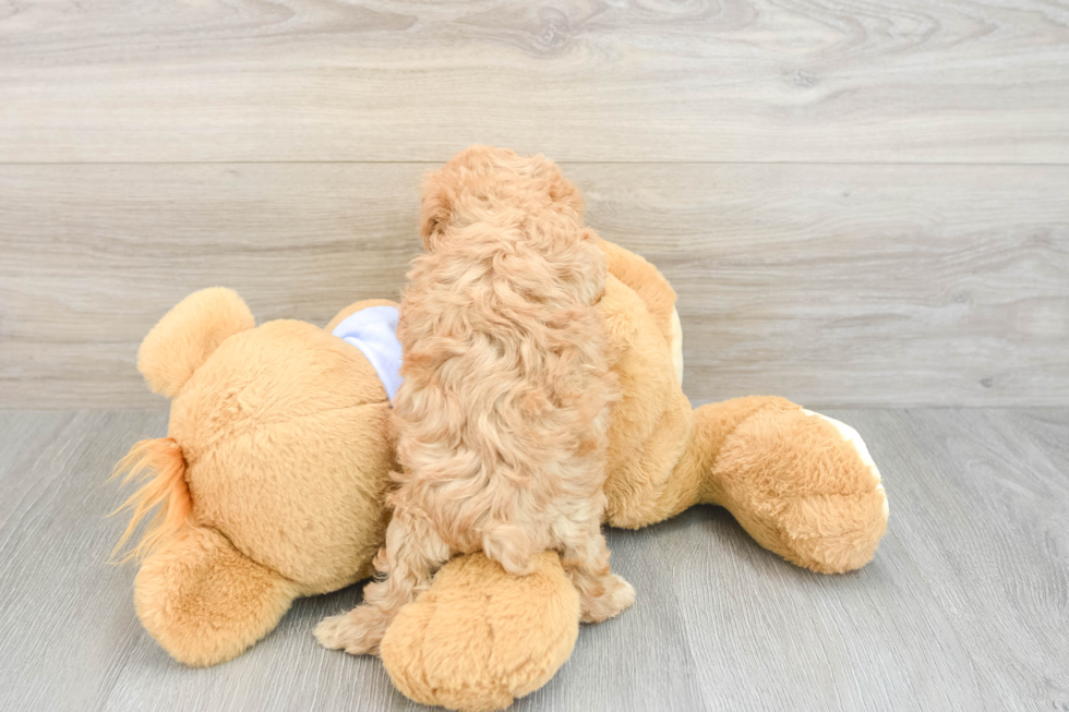 Maltipoo Puppy for Adoption