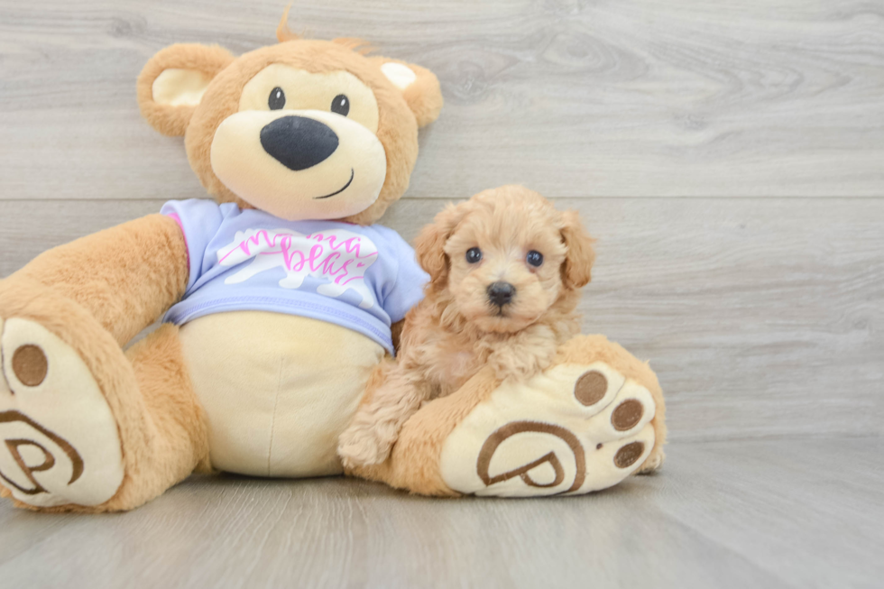 Maltipoo Pup Being Cute