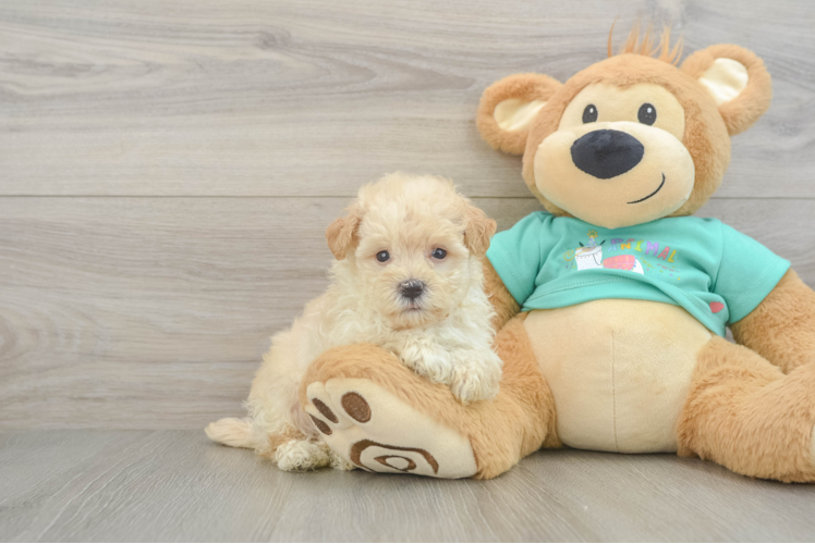 Maltipoo Puppy for Adoption