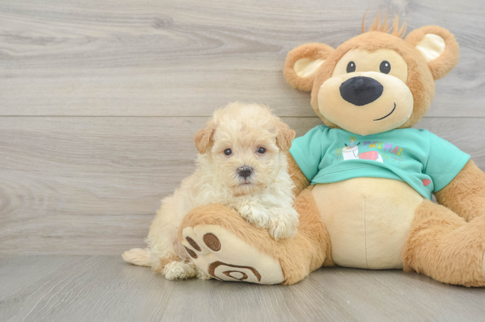 6 week old Maltipoo Puppy For Sale - Pilesgrove Pups