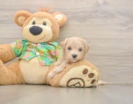 6 week old Maltipoo Puppy For Sale - Pilesgrove Pups
