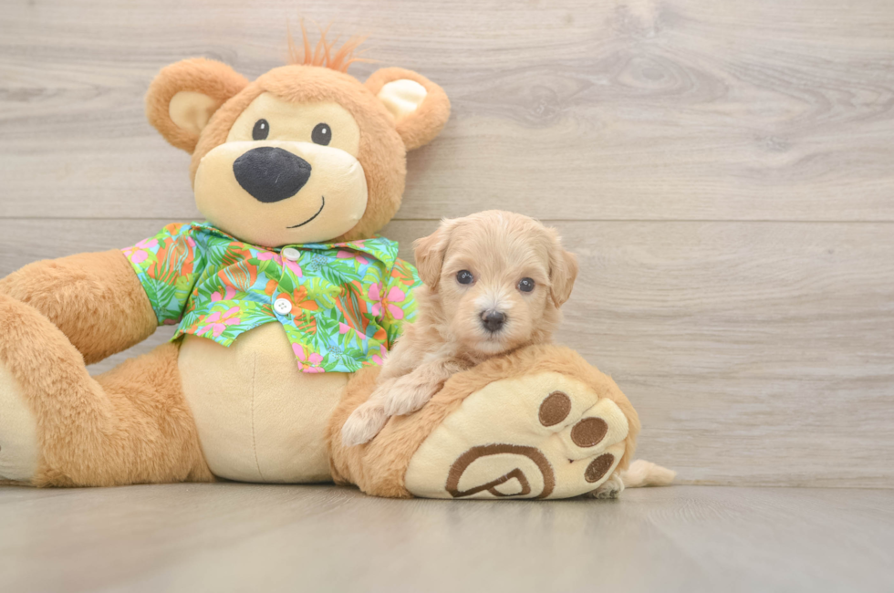 5 week old Maltipoo Puppy For Sale - Pilesgrove Pups