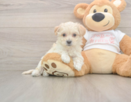 8 week old Maltipoo Puppy For Sale - Pilesgrove Pups