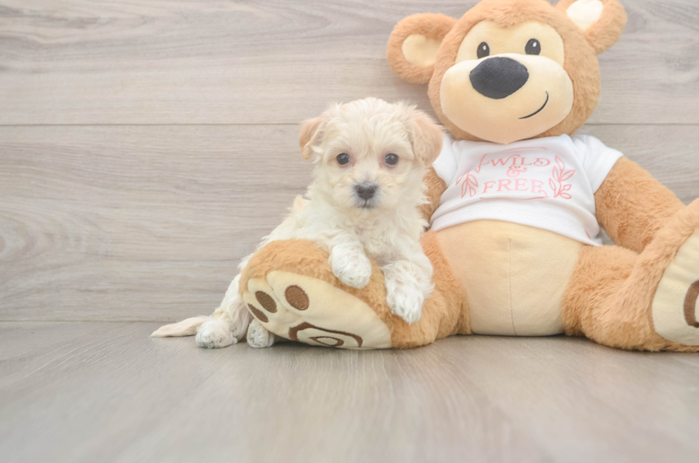 5 week old Maltipoo Puppy For Sale - Pilesgrove Pups