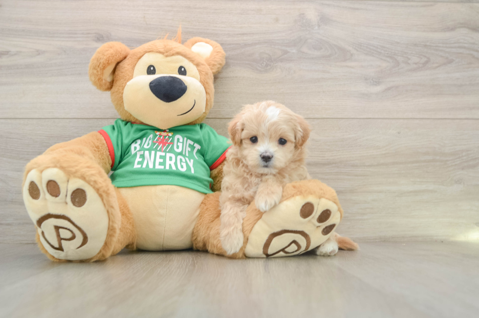 5 week old Maltipoo Puppy For Sale - Pilesgrove Pups