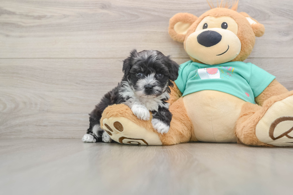 Best Maltipoo Baby