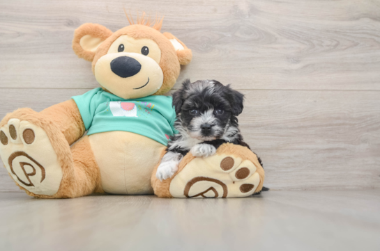 Cute Maltipoo Baby