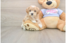 Smart Maltipoo Poodle Mix Pup