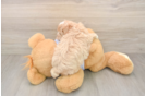 Funny Maltipoo Poodle Mix Pup