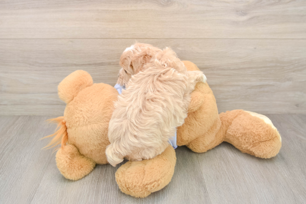 Funny Maltipoo Poodle Mix Pup
