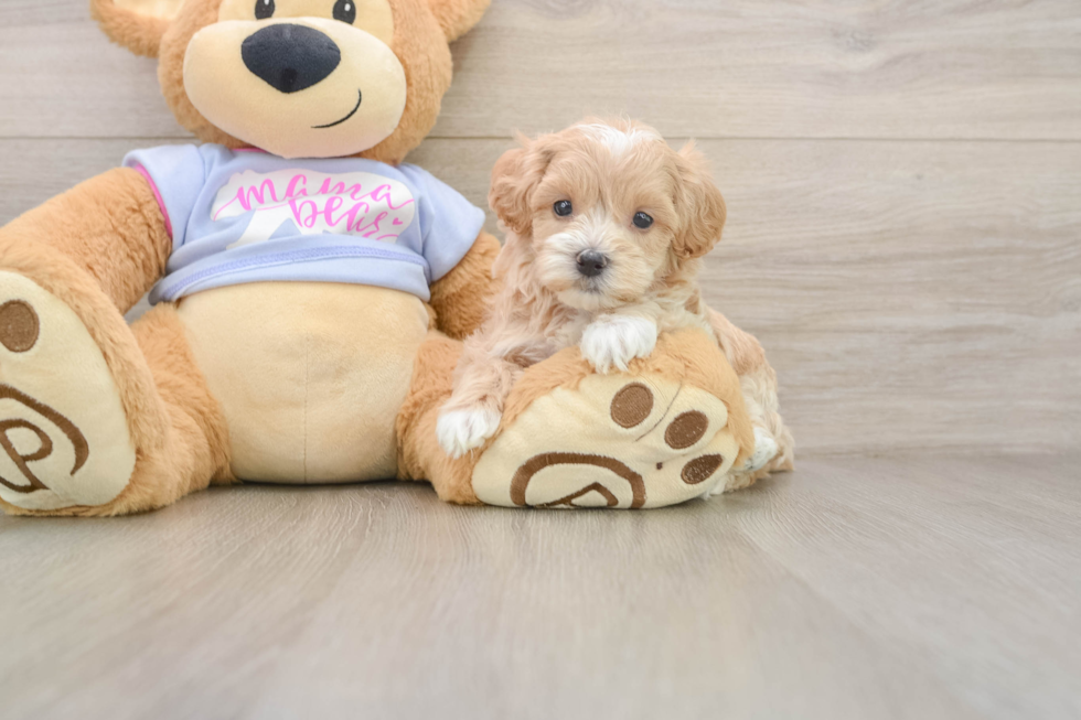 Small Maltipoo Baby