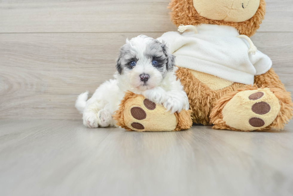 Best Maltipoo Baby