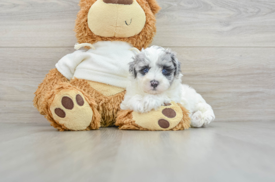 Maltipoo Pup Being Cute