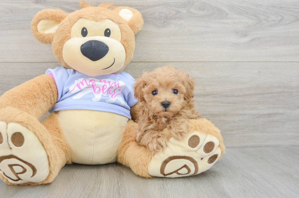 5 week old Maltipoo Puppy For Sale - Pilesgrove Pups