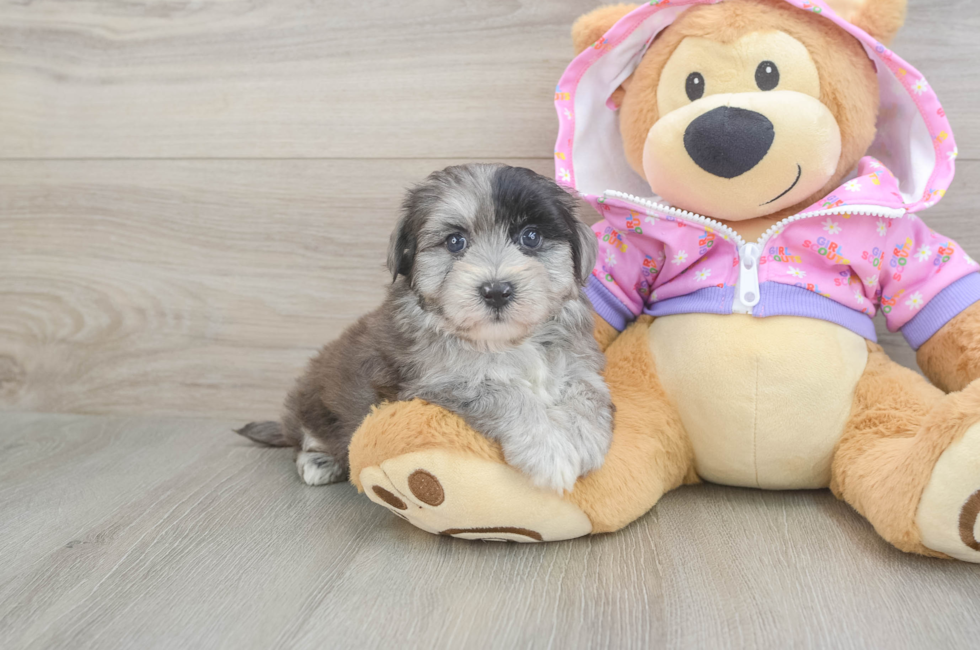 5 week old Maltipoo Puppy For Sale - Pilesgrove Pups