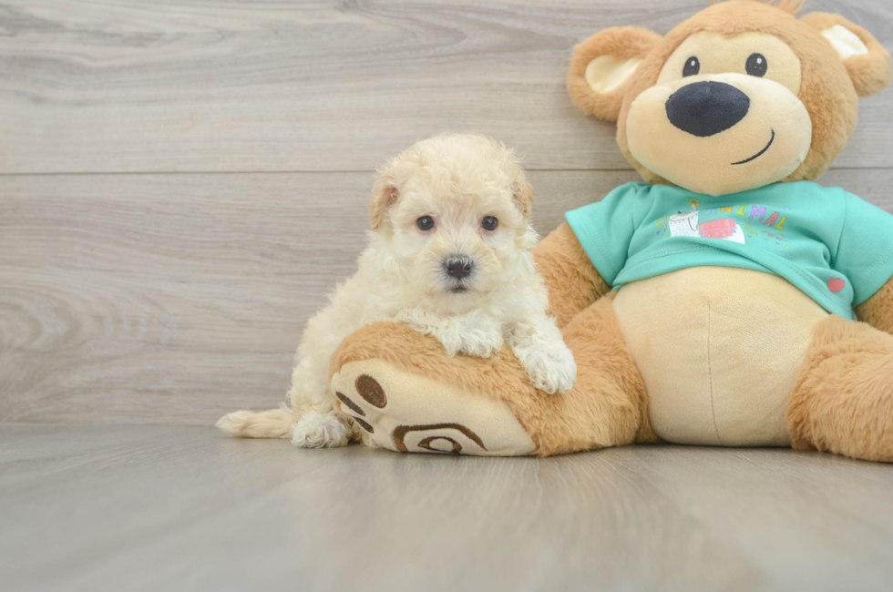 6 week old Maltipoo Puppy For Sale - Pilesgrove Pups