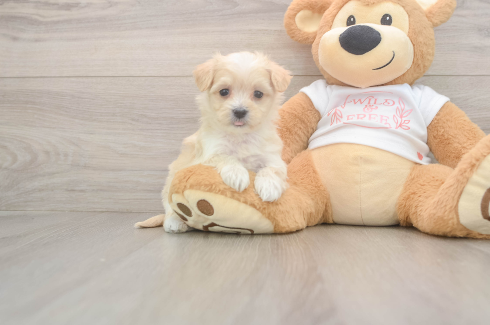 5 week old Maltipoo Puppy For Sale - Pilesgrove Pups